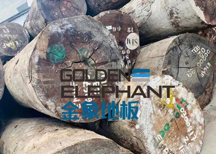 大牌驾到|有“朋”自远方来,金象不亦乐乎