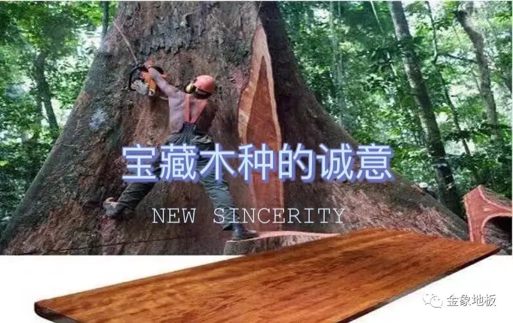 宝藏木种的诚意,金象地板420=市场1000